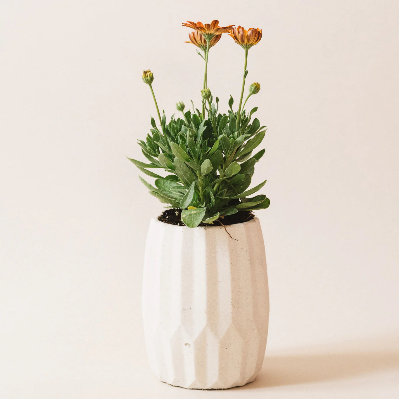 Pot en béton | Opale | Blanc cassé