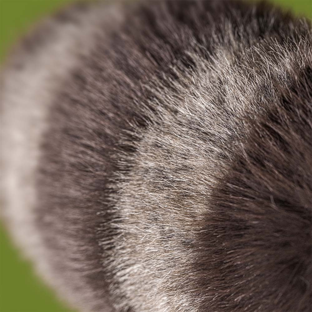 Peluche Jellycat | Raton Laveur Trixiwoo