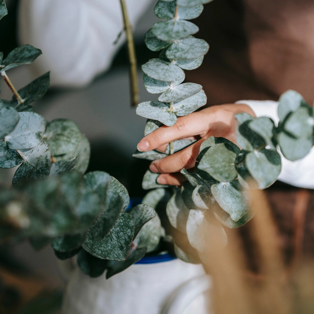 Fleurs séchées | Ensemble d'eucalyptus bleu préservé