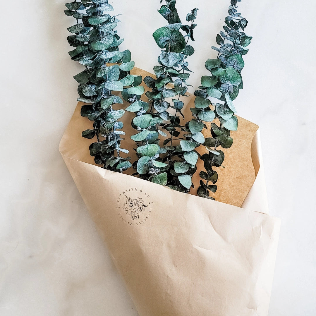 Fleurs séchées | Ensemble d'eucalyptus bleu préservé